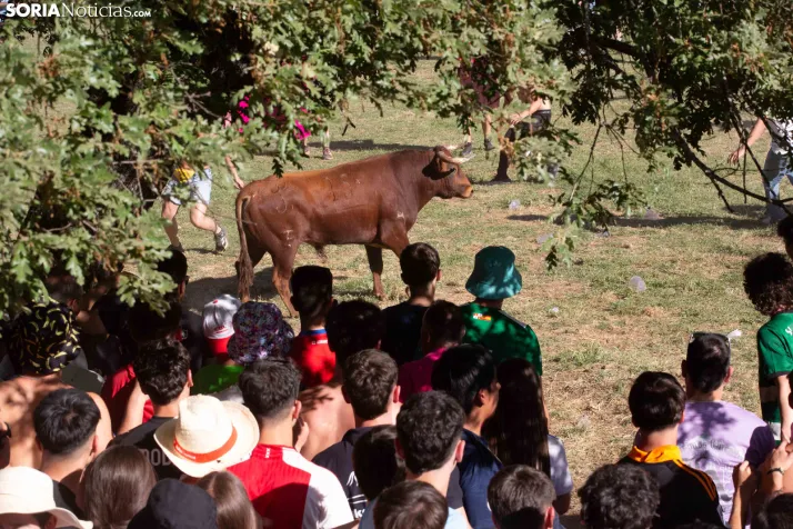 Lavalenguas 2026