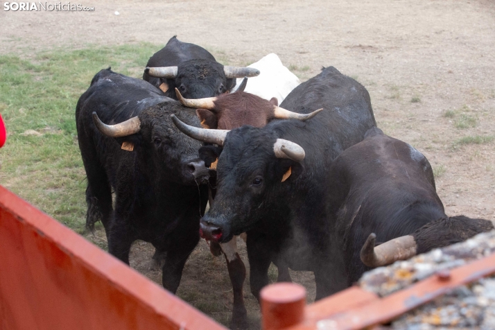 Estos son los novillos de cada cuadrilla para el Jueves La Saca y el Viernes de Toros