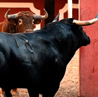 Los toros de Peñajara ya descansan en corrales para la corrida del Sábado Agés