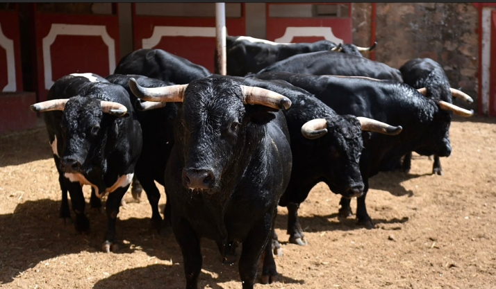 Así queda el orden de los toros de Pallarés y Benítez Cubero para el Miércoles de El Pregón