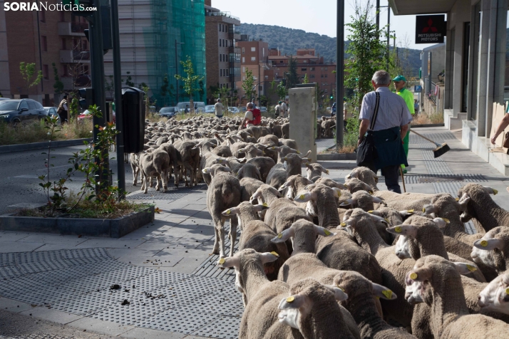 Última trashumancia merina