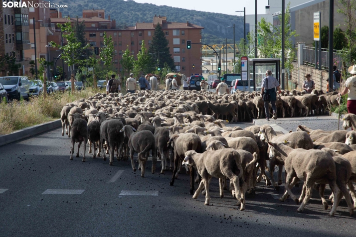 Última trashumancia merina