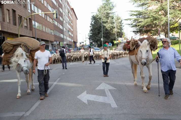Última trashumancia merina