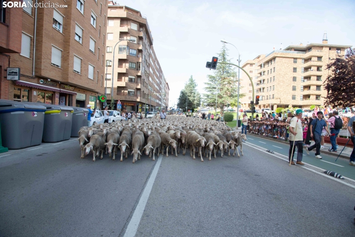 Última trashumancia merina