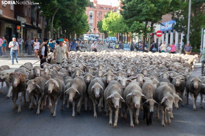 Última trashumancia merina