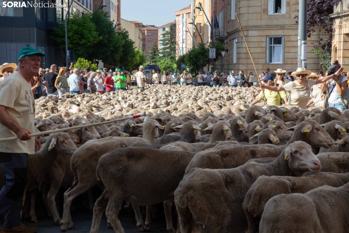 Última trashumancia merina