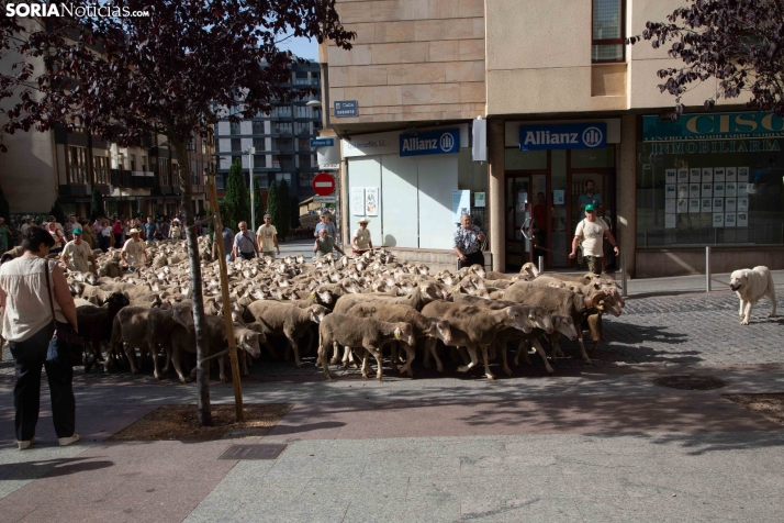 Última trashumancia merina