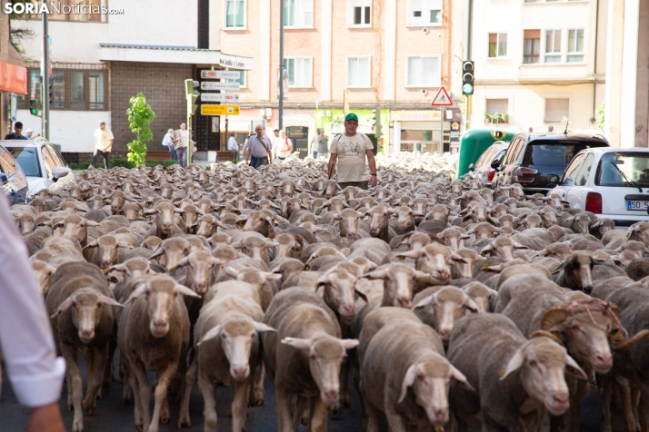Última trashumancia merina