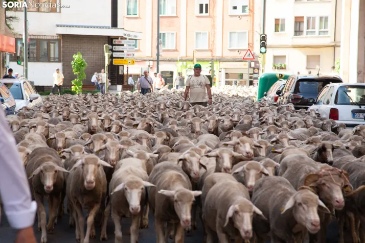 Última trashumancia merina