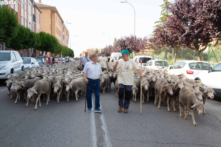 Última trashumancia merina
