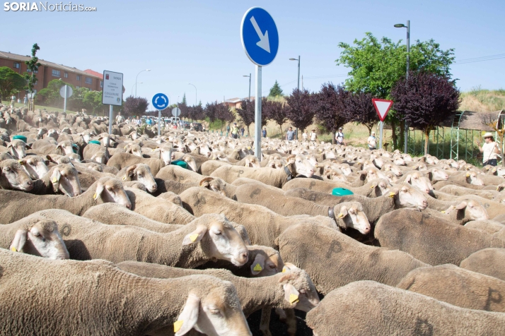 Última trashumancia merina