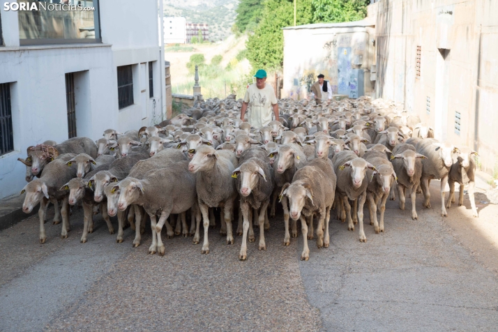 Última trashumancia merina