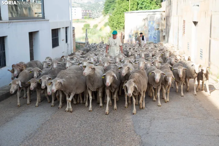 Última trashumancia merina
