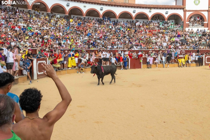 Viernes de Toros 2026: Novillada de tarde./ Viksar Fotografía