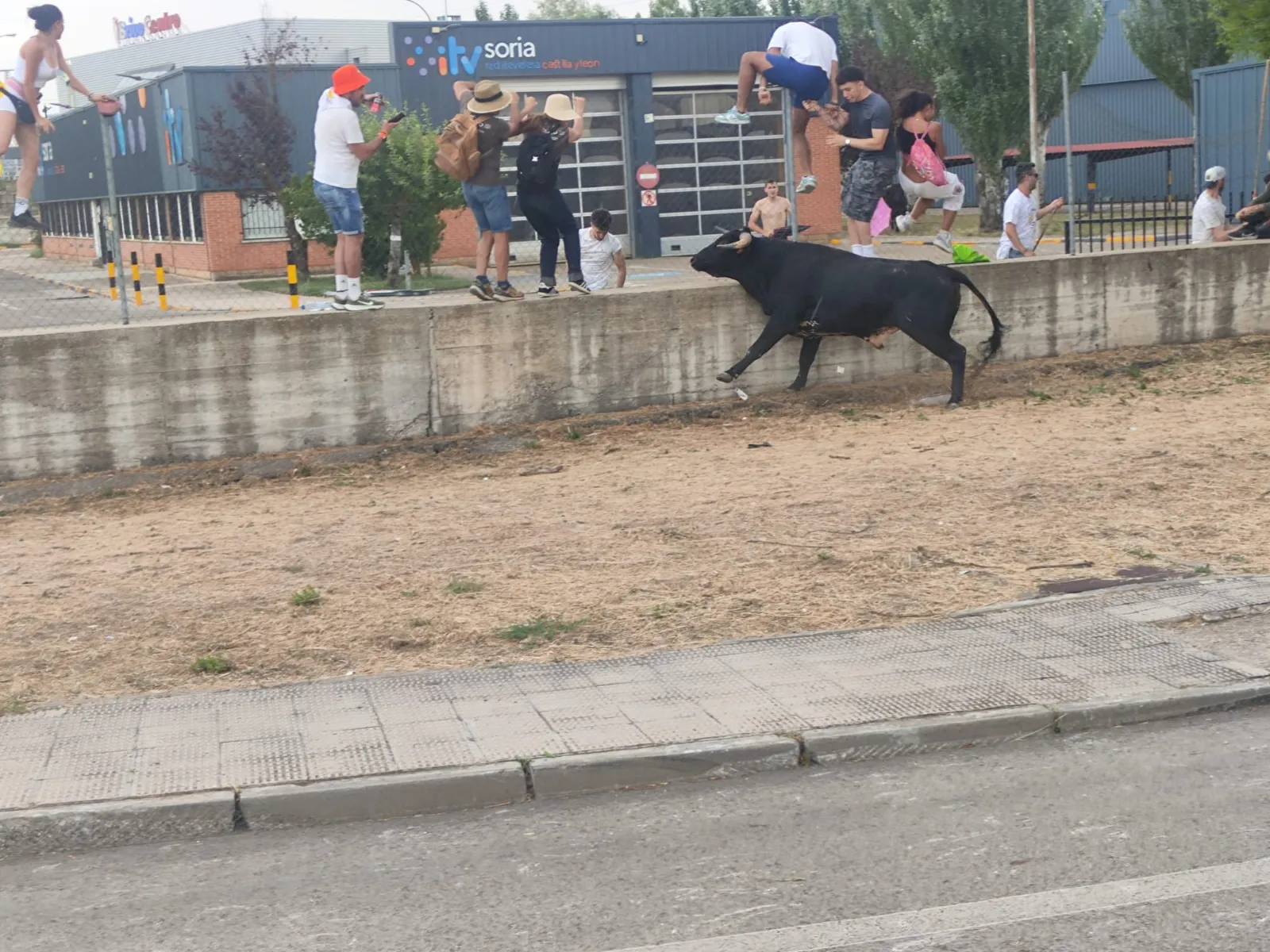 La Saca 2026 concluye con 9 toros a pie en la plaza y 3 en camión. Así la hemos vivido