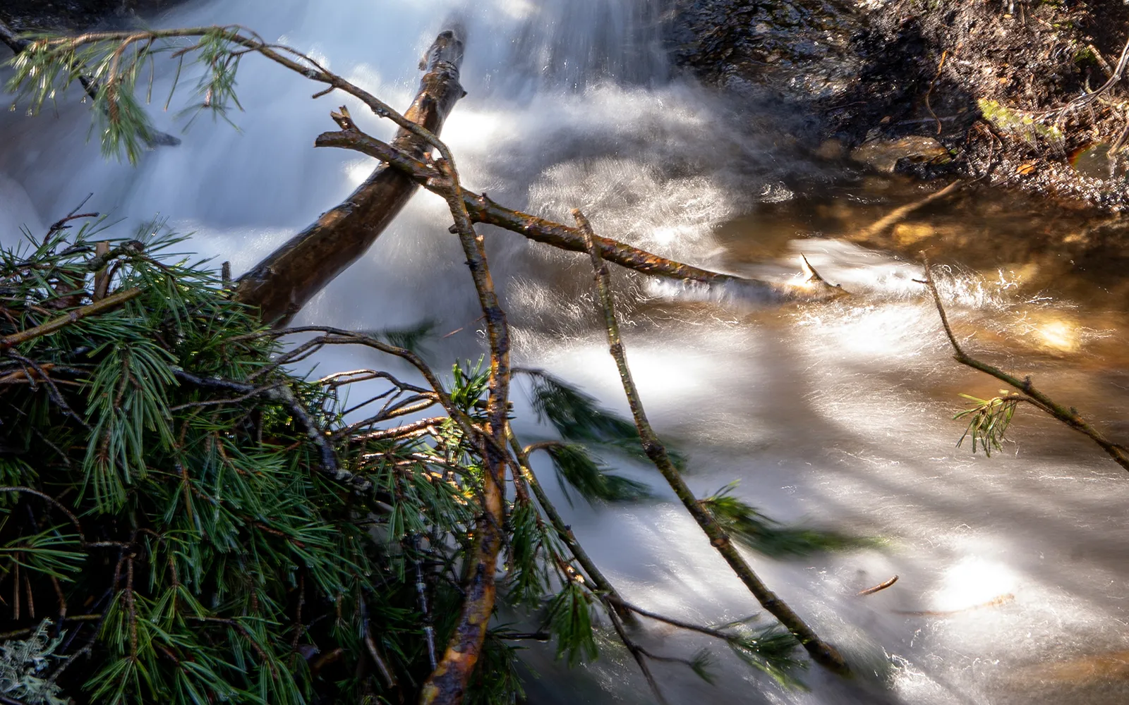 RestauraRíos 2026 defiende en Soria la restauración fluvial