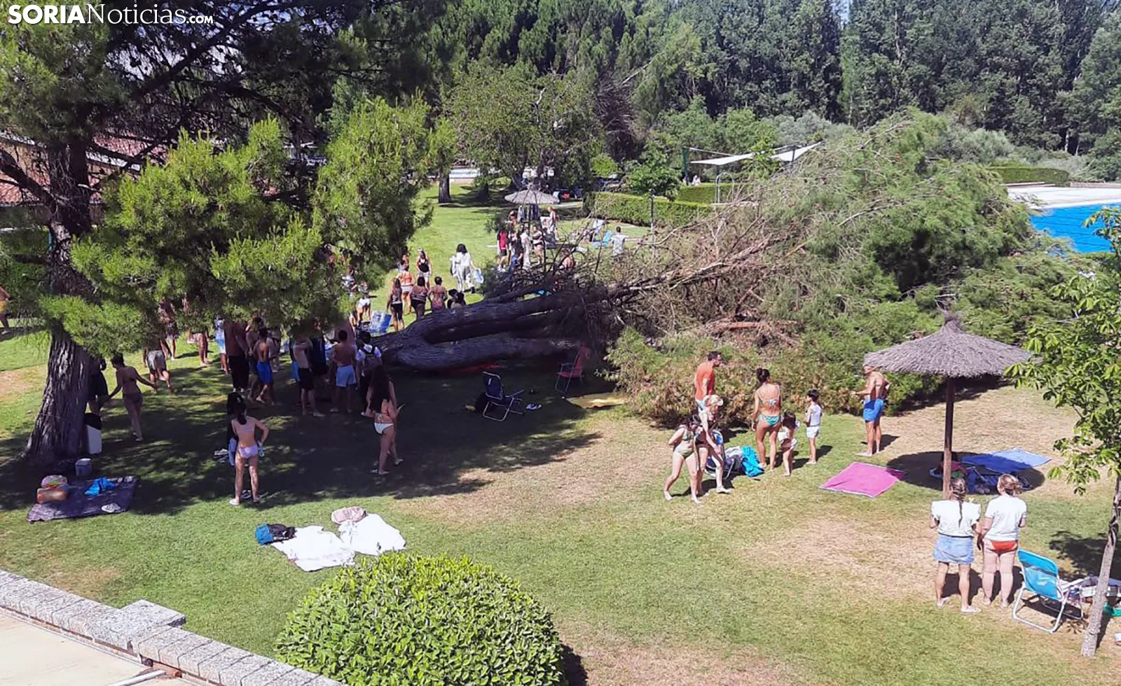 Susto en Almazán por la caída de un pino en las piscinas municipales