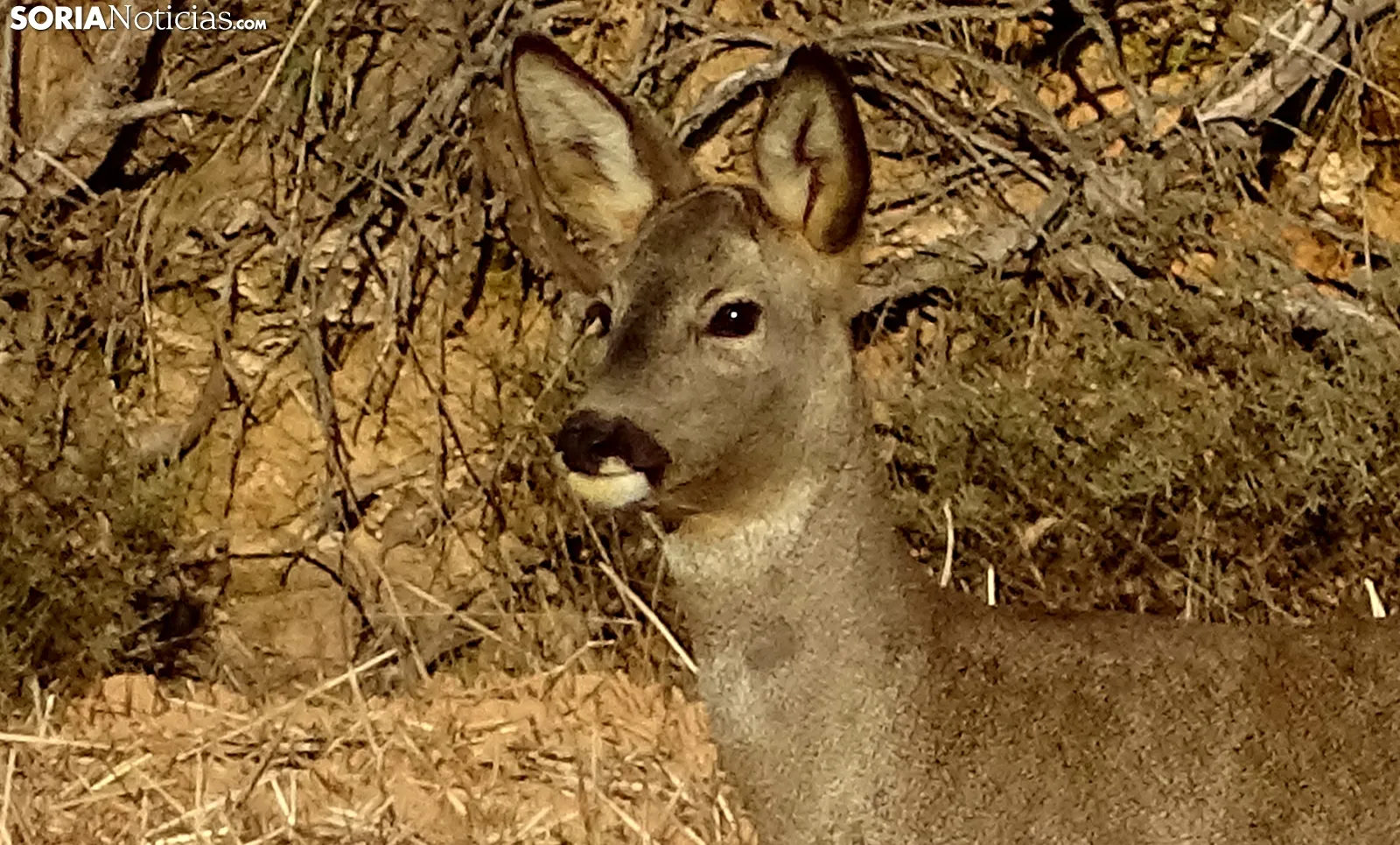 Medidas de control de fauna y sanidad animal en CyL
