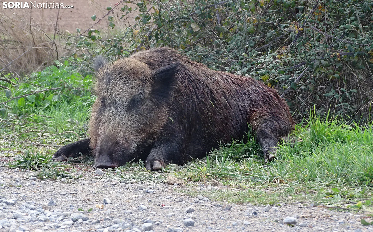 Los visores nocturnos para cazar jabalíes requerirán permiso