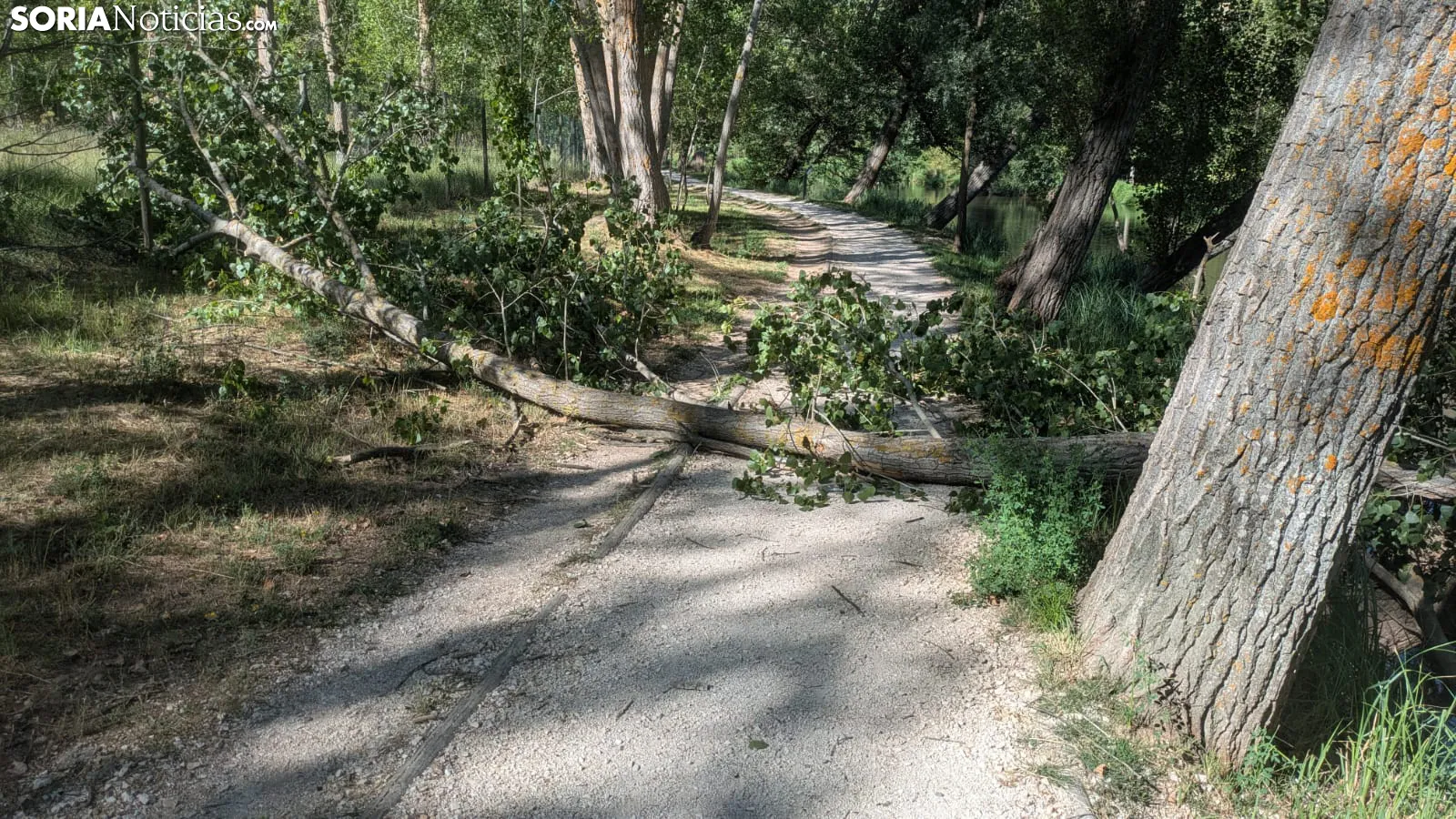 Cae un árbol en el sendero del Duero