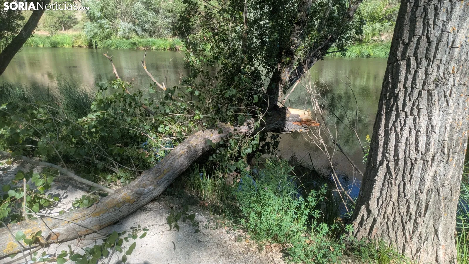 Una imagen del árbol caído. /SN