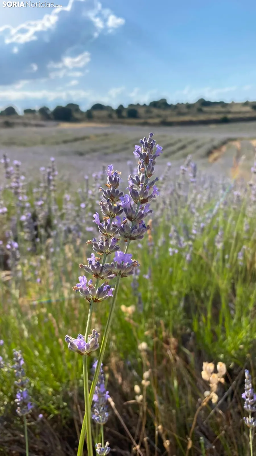  Floración de la lavanda en San Felices. / Imagen: Cedidas