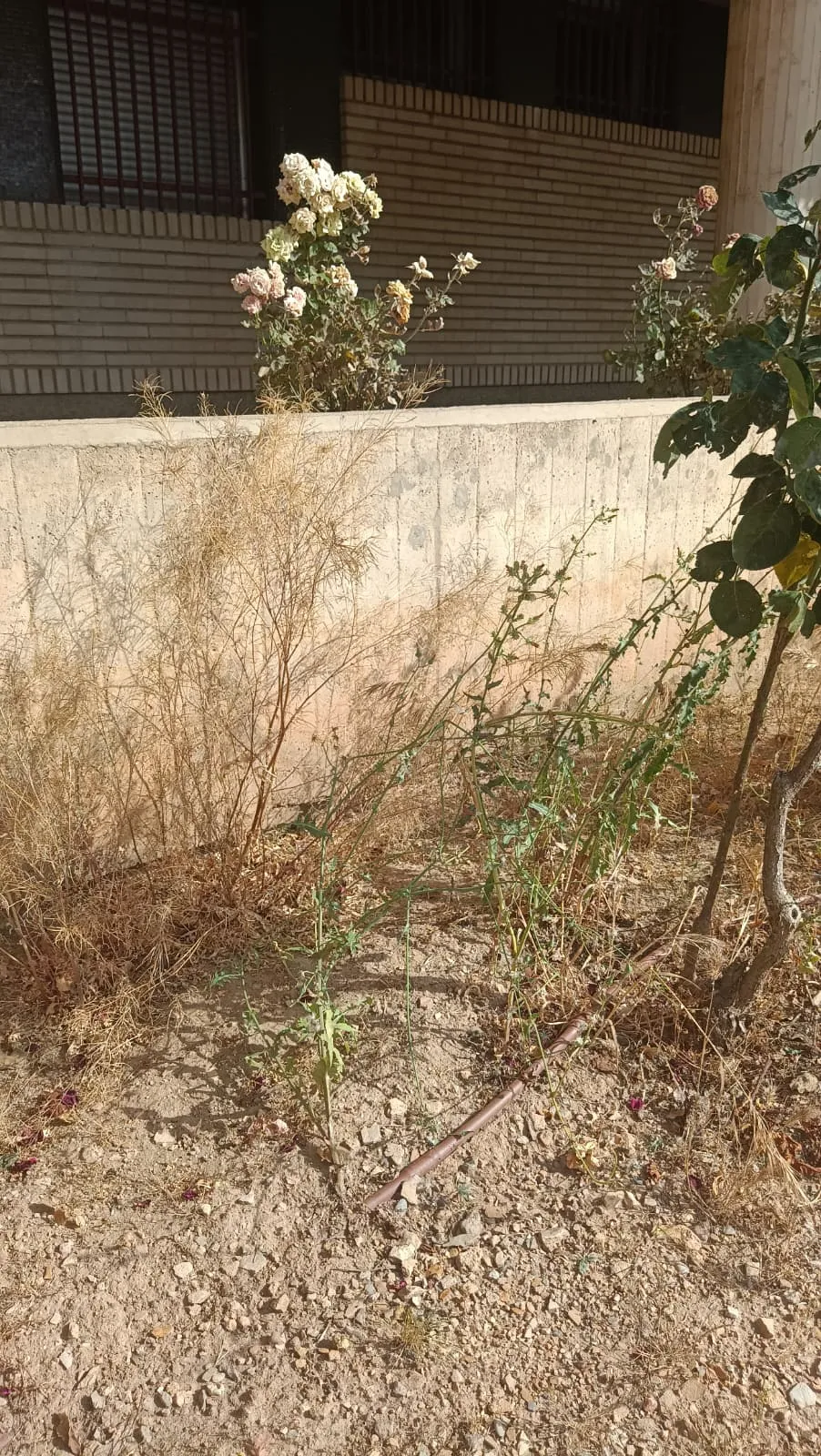 Foto 2 - Denuncian el deterioro de las zonas verdes en el centro de &Oacute;lvega