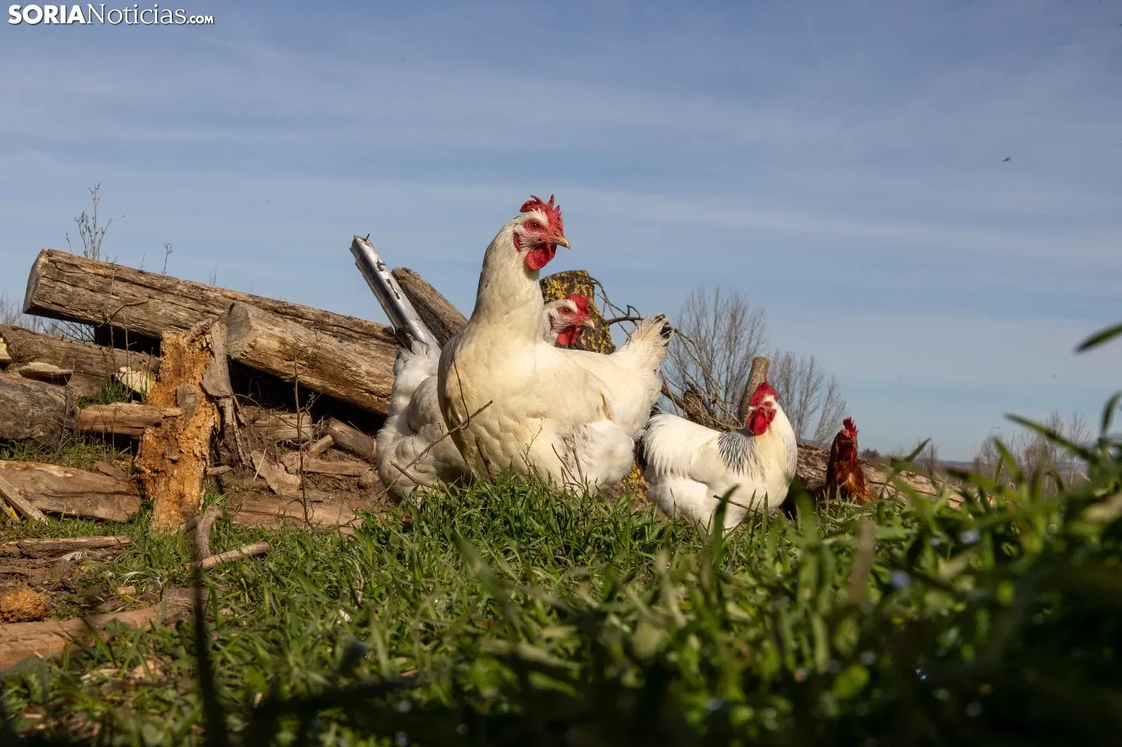 Nueve focos de la enfermedad de Newcastle en Valladolid afectan ya a más de 750.000 aves