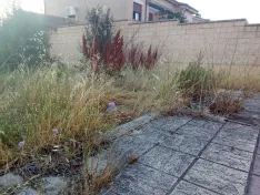 Foto 6 - Piden acabar con el abandono de parcelas junto a las viviendas