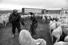 Foto 4 - Quince a&ntilde;os de fotograf&iacute;a para despedir una tradici&oacute;n milenaria en Soria