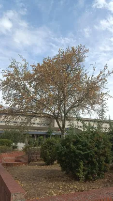 Foto 4 - Denuncian el deterioro de las zonas verdes en el centro de &Oacute;lvega