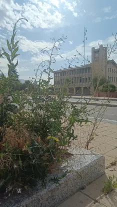 Foto 6 - Denuncian el deterioro de las zonas verdes en el centro de &Oacute;lvega