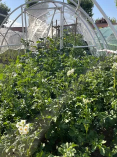 Calabazas, berenjenas, patatas y otros productos de huerta se combinan con frutos como limoncillos y fresas en las huertas municipales. | SN