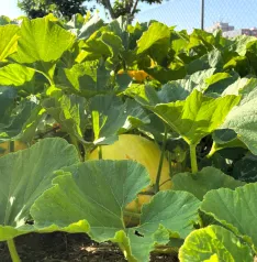 Miguel nos enseña su producción, con especial atención a las calabazas, que ya engordan en la mata. | SN