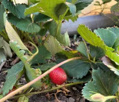 Calabazas, berenjenas, patatas y otros productos de huerta se combinan con frutos como limoncillos y fresas en las huertas municipales. | SN