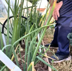 Paulino trabaja en su producción de cebollas de distintas variedades aireando la tierra. | SN
