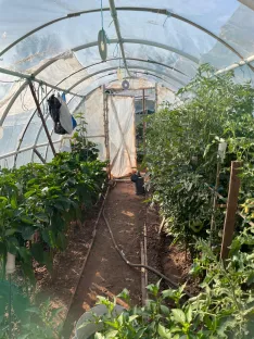 Calabazas, berenjenas, patatas y otros productos de huerta se combinan con frutos como limoncillos y fresas en las huertas municipales. | SN