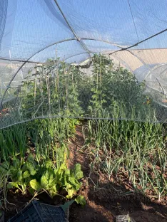 Calabazas, berenjenas, patatas y otros productos de huerta se combinan con frutos como limoncillos y fresas en las huertas municipales. | SN