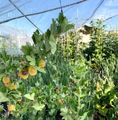 Calabazas, berenjenas, patatas y otros productos de huerta se combinan con frutos como limoncillos y fresas en las huertas municipales. | SN