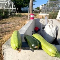 Calabazas, berenjenas, patatas y otros productos de huerta se combinan con frutos como limoncillos y fresas en las huertas municipales. | SN
