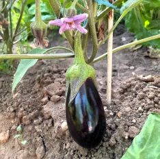 Calabazas, berenjenas, patatas y otros productos de huerta se combinan con frutos como limoncillos y fresas en las huertas municipales. | SN