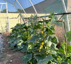 Calabazas, berenjenas, patatas y otros productos de huerta se combinan con frutos como limoncillos y fresas en las huertas municipales. | SN
