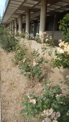 Foto 8 - Denuncian el deterioro de las zonas verdes en el centro de &Oacute;lvega