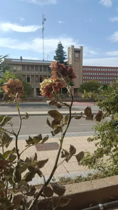 Foto 9 - Denuncian el deterioro de las zonas verdes en el centro de &Oacute;lvega