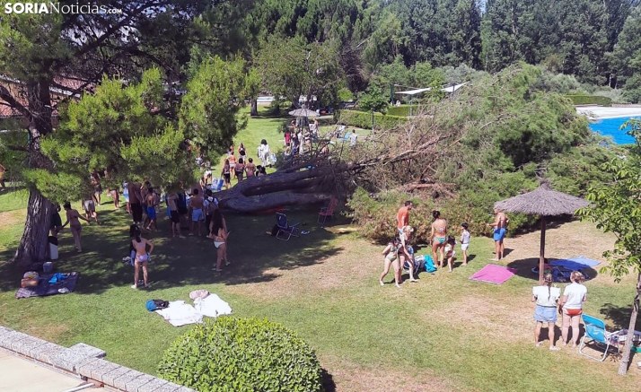 Susto en Almazán por la caída de un pino en las piscinas municipales