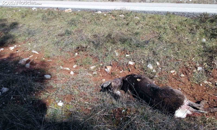 Herido un conductor tras chocar contra un animal y volcar en Magaña