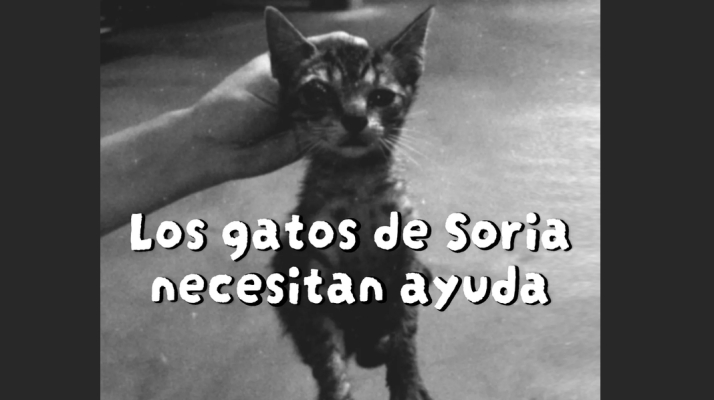 El parón del programa CER de gatos desborda a las protectoras de Soria y provoca el nacimiento de nuevas camadas