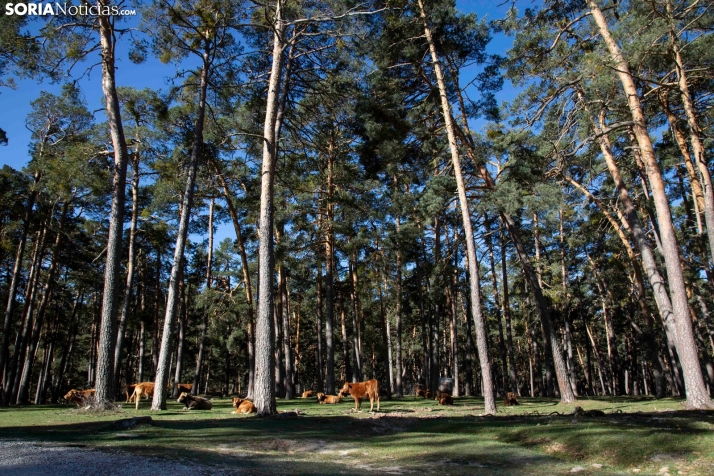 Siete bomberos forestales trabajarán todo el año en Covaleda y Duruelo para prevenir y combatir incendios