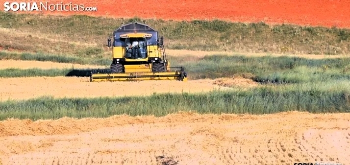 La Junta flexibiliza la PAC y permite cosechar desde el 1 de agosto las zonas de no cosechado en Campo de Gómara y Arcos de Jalón