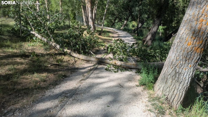 Cae un árbol en el sendero del Duero